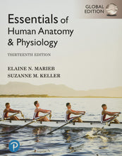 Load image into Gallery viewer, Essentials of Human Anatomy &amp; Physiology [Paperback] 13e by Elaine Marieb